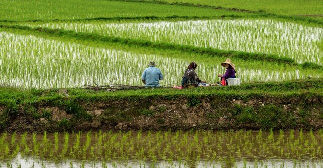 بررسی دلایل افزایش قیمت برنج توسط کمیسیون کشاورزی مجلس